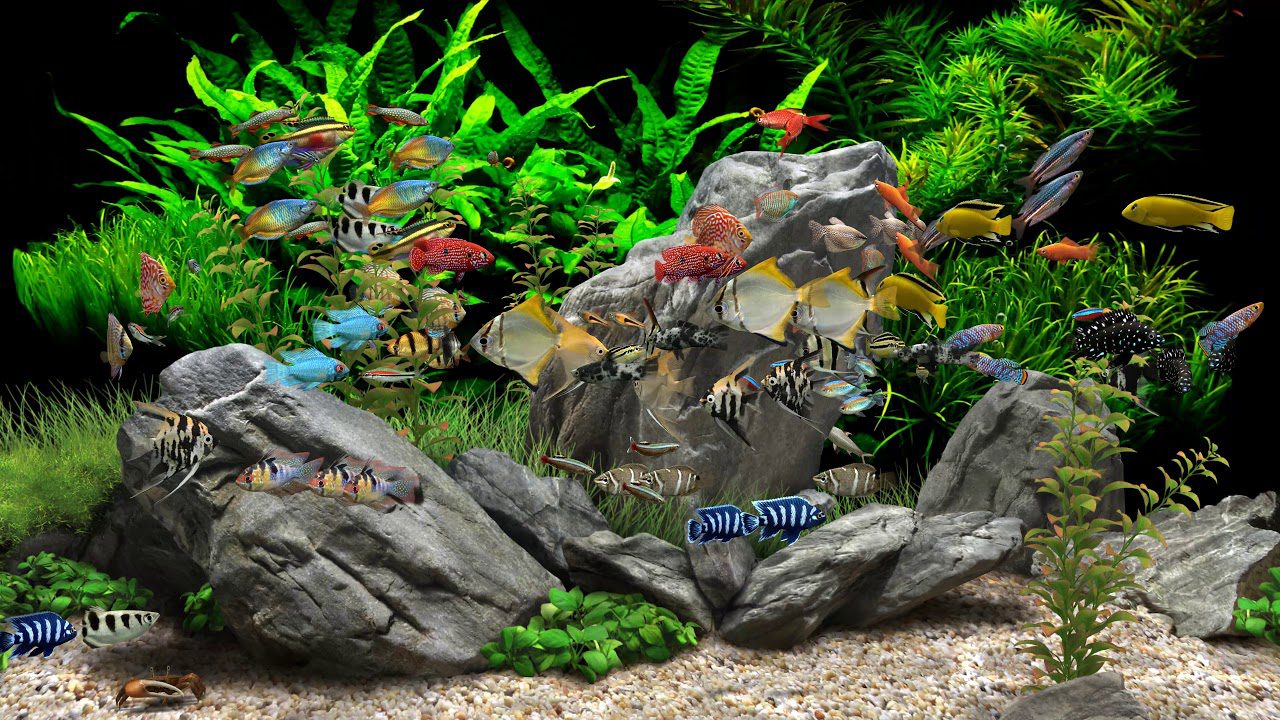 Download Screensaver Aquarium 3d Gratis Image Num 72
