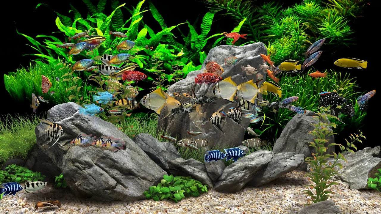 Dream Aquarium Free Download For Windows Free Download