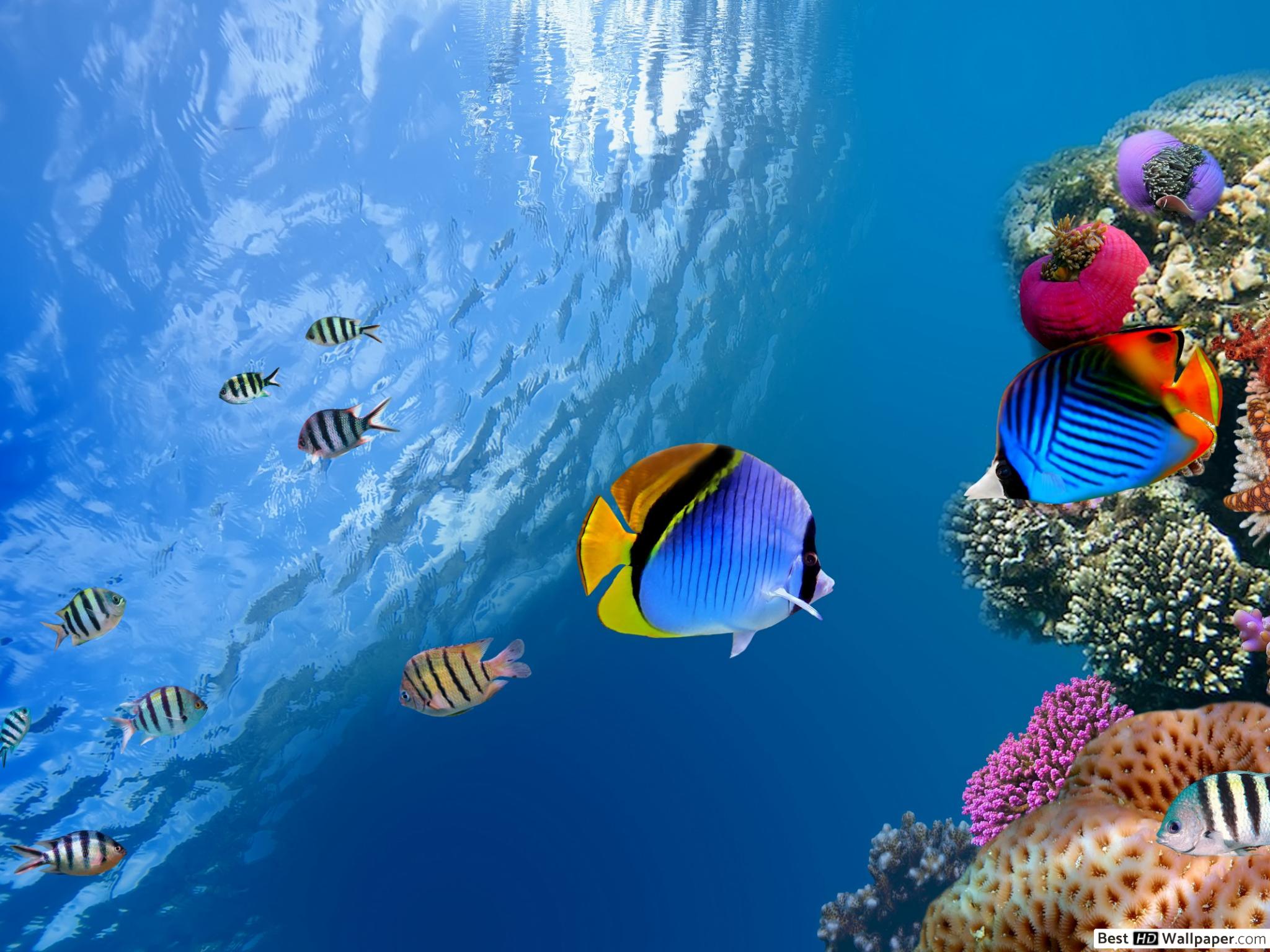 Screensaver Aquarium 3d Windows 7 Image Num 87