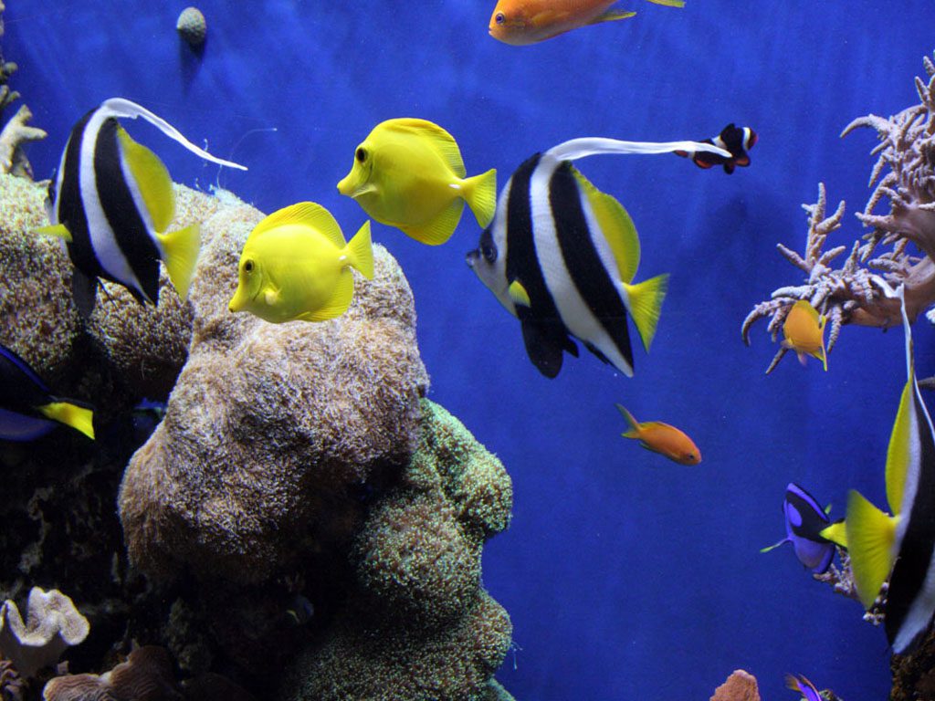 Aquarium 3d Live Wallpaper For Pc Image Num 95