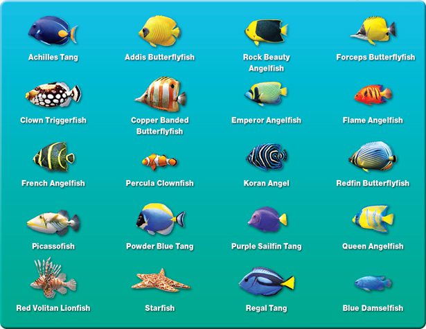 Download Marine Aquarium Deluxe Full Version with keys